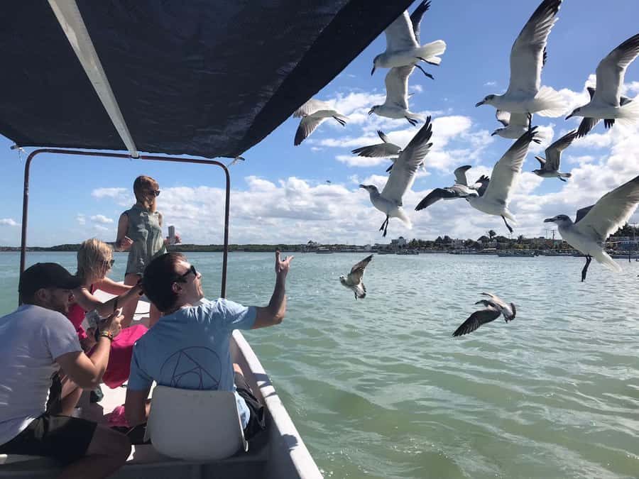 Río Lagartos Premium Tour - Up to 6 People - Mangroves and Wetlands: Where Your Eyes Start Working Overtime