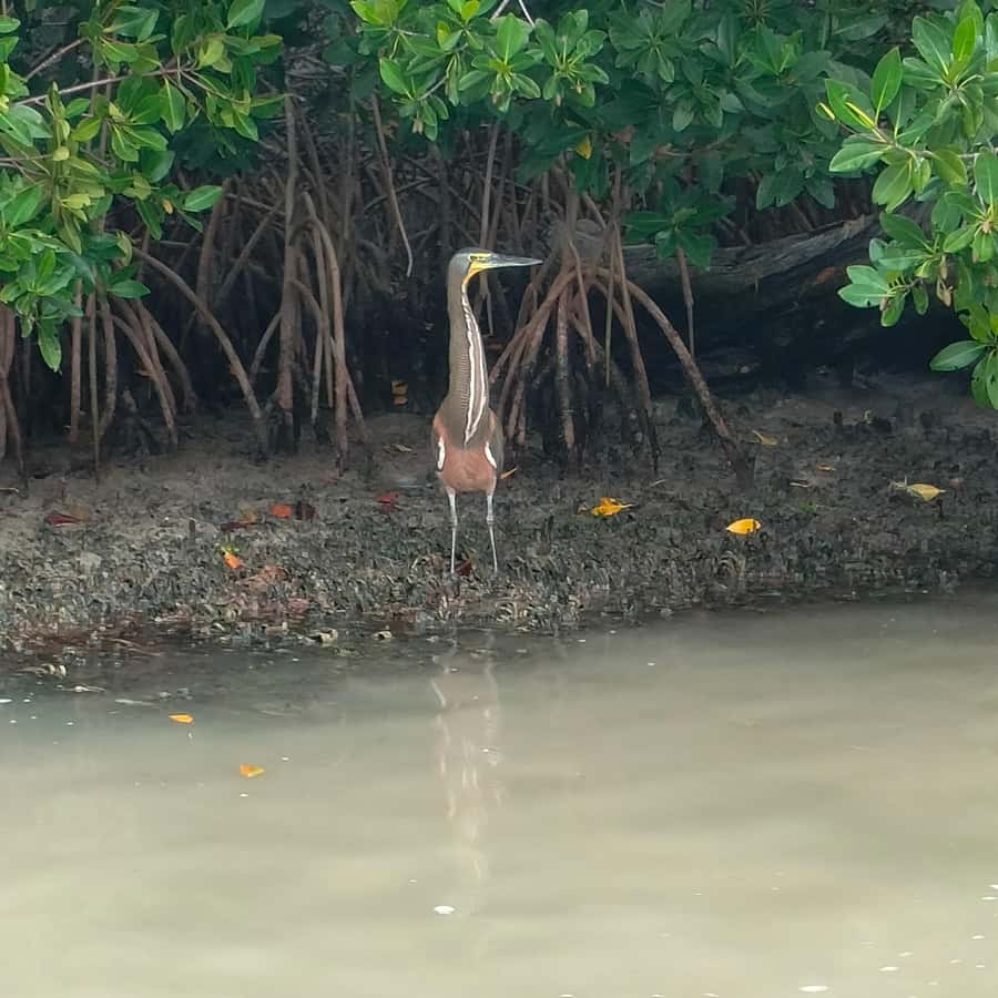 Río Lagartos Premium Tour - Up to 6 People - Flamingo Feeding Without the Chaos: Watching the Natural Rhythm