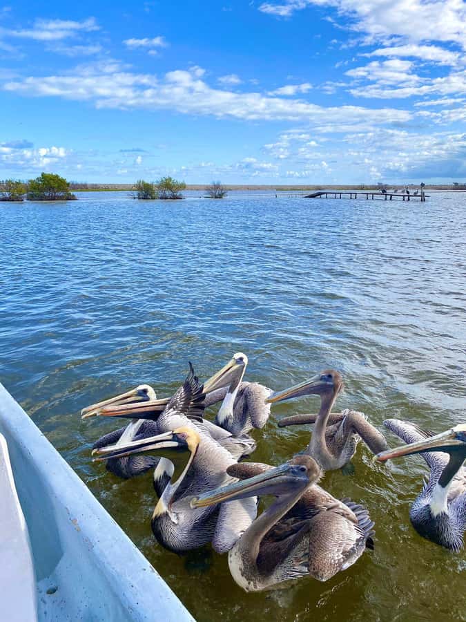 Río Lagartos Premium Tour - Up to 6 People - The Mayan Mud Bath and Virgin Beach Reset in the Gulf