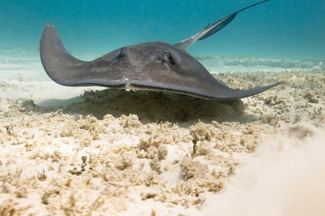 Riviera Maya Luxury Snorkeling Cruise with Lunch and Drinks - Lunch and open bar onboard, good value if you plan for a light meal