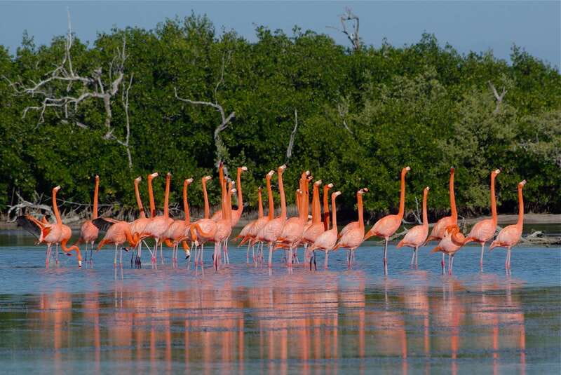Riviera Maya: Rio Lagartos & Las Coloradas Day Trip w/Lunch - Key points to know before you go