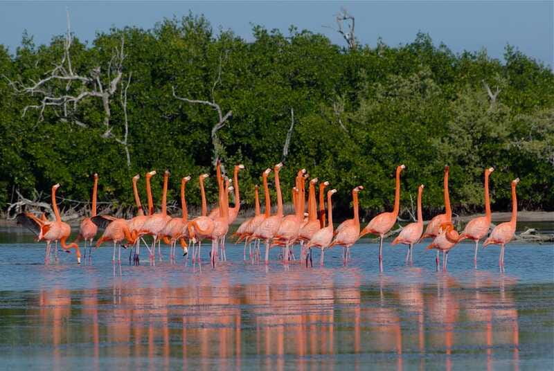 Riviera Maya: Rio Lagartos & Las Coloradas Day Trip w/Lunch - The Mayan bath clay ritual, and how to do it comfortably
