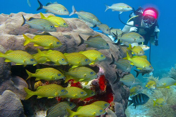 Scuba Diving Under Water Museum and Reef for beginners - Timing and What to Expect on the 5-Hour Plan