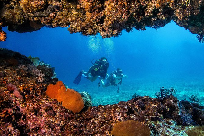 Scuba Diving with a 5-Star PADI Center in Puerto Vallarta - What wildlife you can realistically hope for