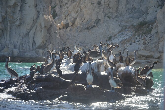 Shared Tour to the Arch of Cabo San Lucas - Captains and guides, and what you should look for