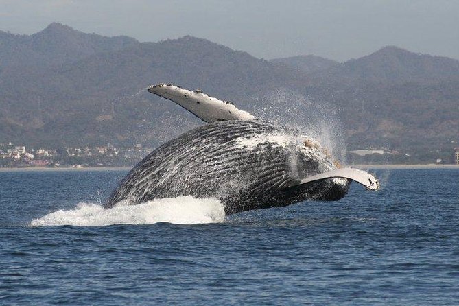 Small-Group Half-Day Whale-Watching Tour in Puerto Vallarta - Getting to the water fast: meeting at Marina Vallarta and the half-day rhythm