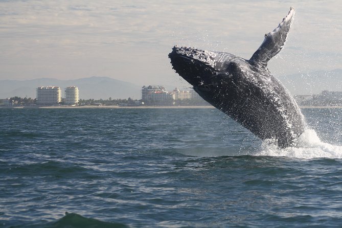 Small-Group Half-Day Whale-Watching Tour in Puerto Vallarta - Your biologist guides (Thalia and Pilar) and what you learn on the water