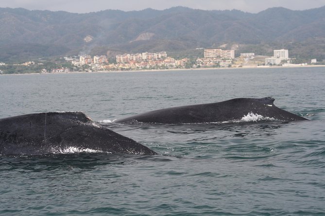 Small-Group Half-Day Whale-Watching Tour in Puerto Vallarta - Lunch and soft drinks: not an afterthought on the water