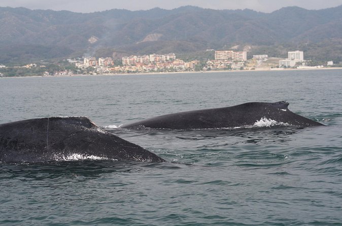 Small-Group Half-Day Whale-Watching Tour in Puerto Vallarta - Timing, weather, and how to avoid a disappointing day