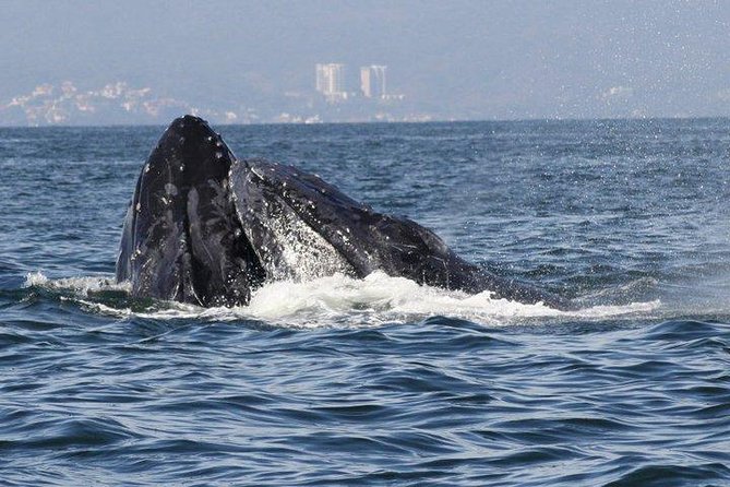 Small-Group Half-Day Whale-Watching Tour in Puerto Vallarta - Should you book this Puerto Vallarta whale-watching tour?