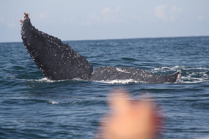Small-Group Half-Day Whale-Watching Tour in Puerto Vallarta - Small-boat comfort, small-group focus, and whale-safe viewing
