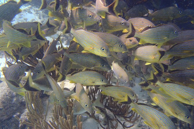 Small-Group Mesoamerican Barrier Reef Snorkeling in Puerto Morelos - What you actually get included: gear, life jacket, wetsuit, and refreshments