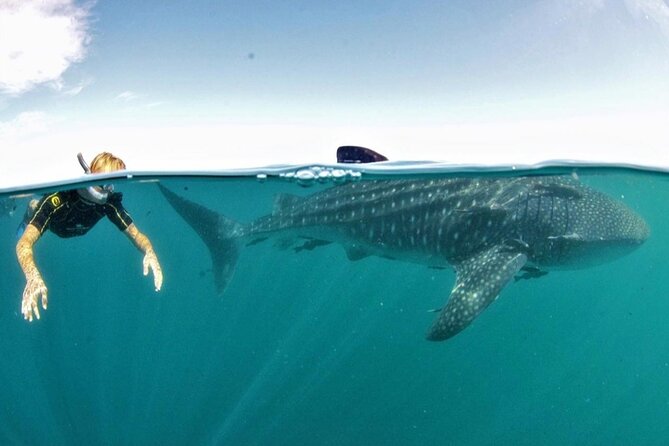 Small Group Whale Shark Snorkeling in La Paz, Mexico - Key highlights