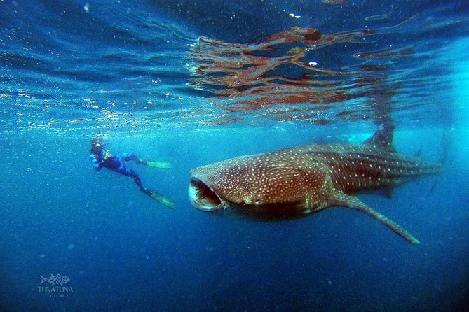 Small Group Whale Shark Snorkeling in La Paz, Mexico - Whale sharks in La Paz, and why the rules matter