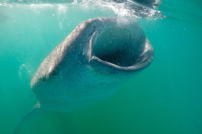Small Group Whale Shark Snorkeling in La Paz, Mexico - The 10-person limit, and how they share time with sharks