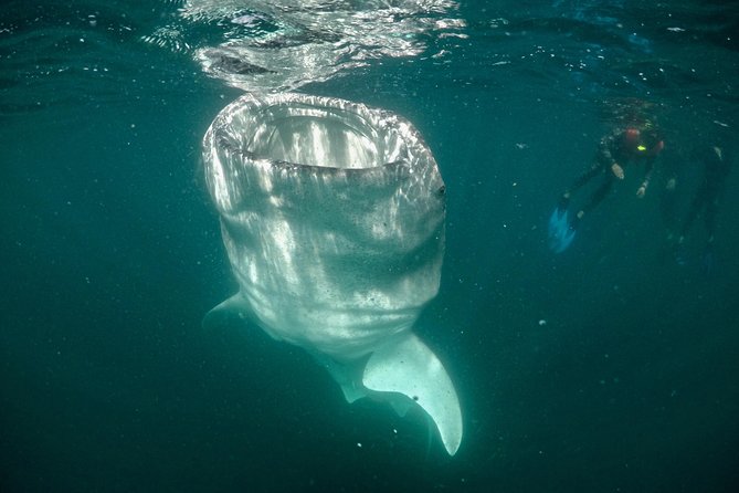 Small Group Whale Shark Snorkeling in La Paz, Mexico - Gear up correctly: wetsuit, life jacket, and fin-friendly technique