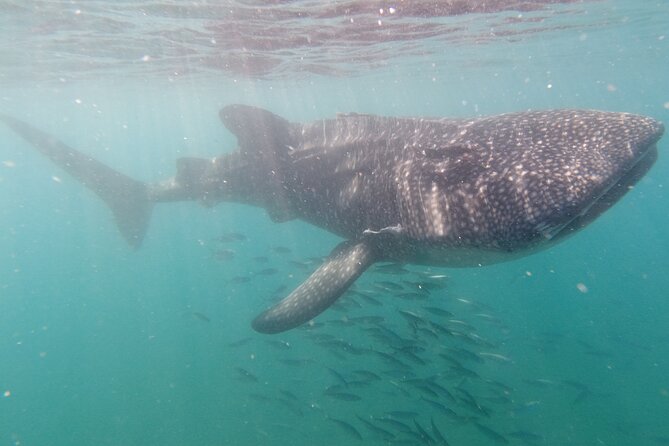 Small Group Whale Shark Snorkeling in La Paz, Mexico - Meet the guides and captains, and why leadership shows up in the water