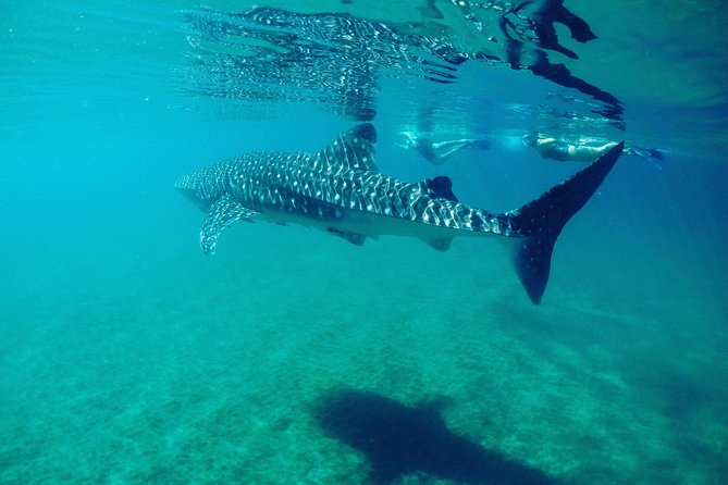 Small Group Whale Shark Snorkeling in La Paz, Mexico - How many whale sharks you might see, and what repeats feel like