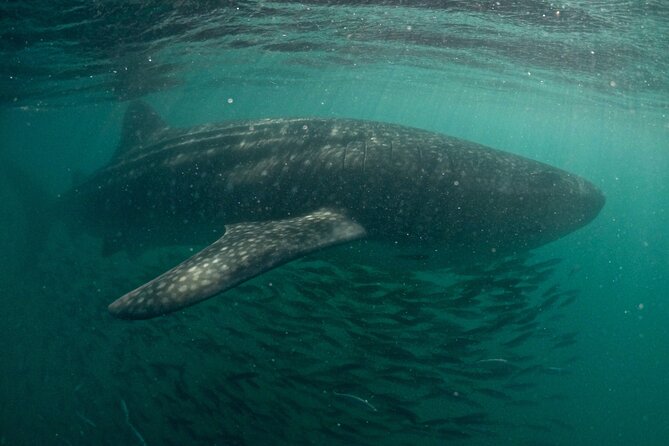 Small Group Whale Shark Snorkeling in La Paz, Mexico - Price and value: what you pay for with $190.75