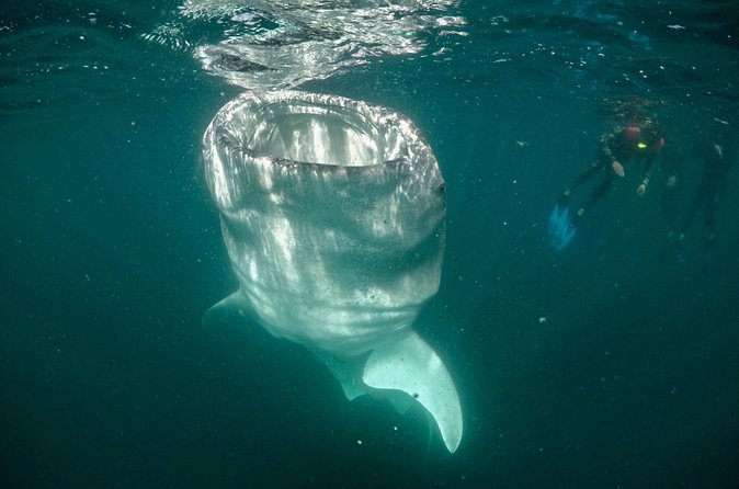 Small Group Whale Shark Snorkeling in La Paz, Mexico - Scheduling reality: 7 am, 9 am, 12 pm, and 2 pm turns