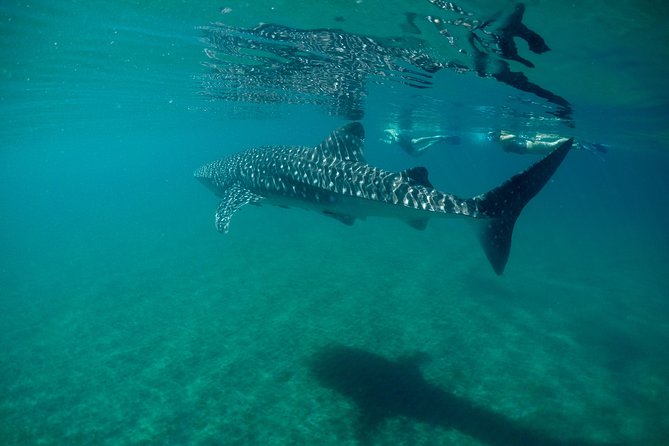 Small Group Whale Shark Snorkeling in La Paz, Mexico - From Marina de La Paz to the refuge area