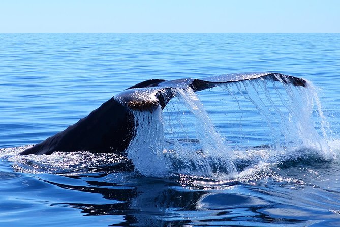 SMALL GROUP Whale Watch | Cabo San Lucas | Biologist | FREE Pics - Why this Cabo whale watch works better than big-boat tours