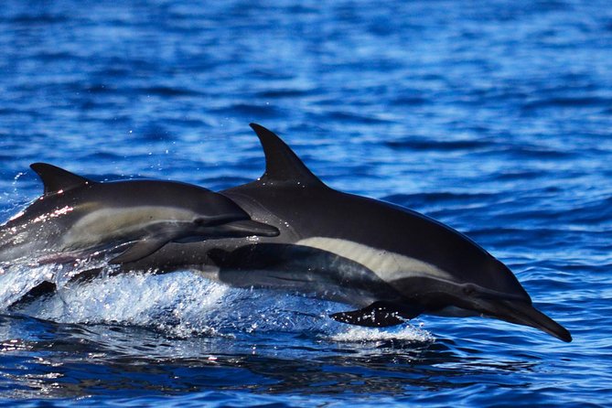 SMALL GROUP Whale Watch | Cabo San Lucas | Biologist | FREE Pics - How the hydrophone changes what you experience