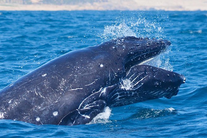 SMALL GROUP Whale Watch | Cabo San Lucas | Biologist | FREE Pics - Free tour photos: why this matters more than you think