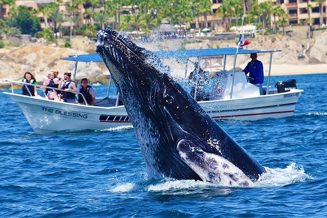 SMALL GROUP Whale Watch | Cabo San Lucas | Biologist | FREE Pics - Timing, on-board comfort, and what to pack