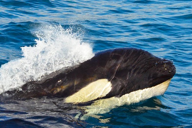 SMALL GROUP Whale Watch | Cabo San Lucas | Biologist | FREE Pics - Price and value: is $109 a fair deal?
