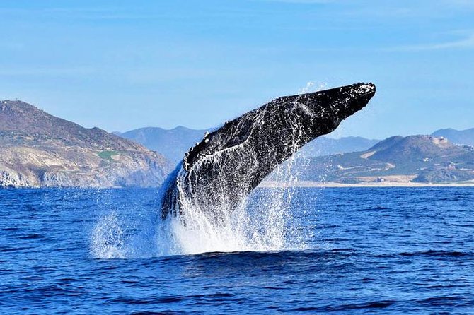 SMALL GROUP Whale Watch | Cabo San Lucas | Biologist | FREE Pics - The boat route: El Arco to Lovers Beach, then Pelican Rock
