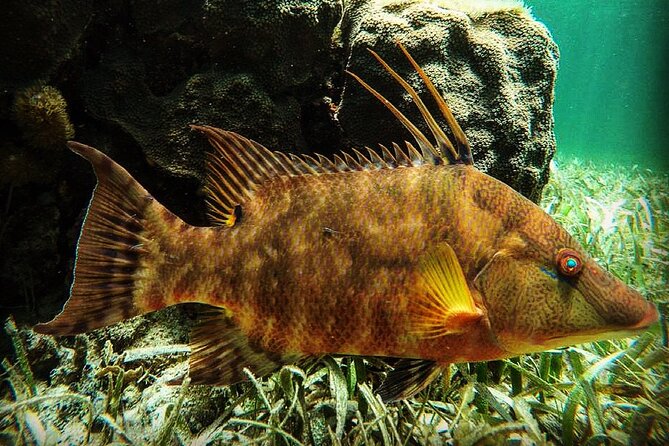 Snorkeling Guided Activity in Puerto Morelos Mexico - Key Highlights I Think You’ll Care About