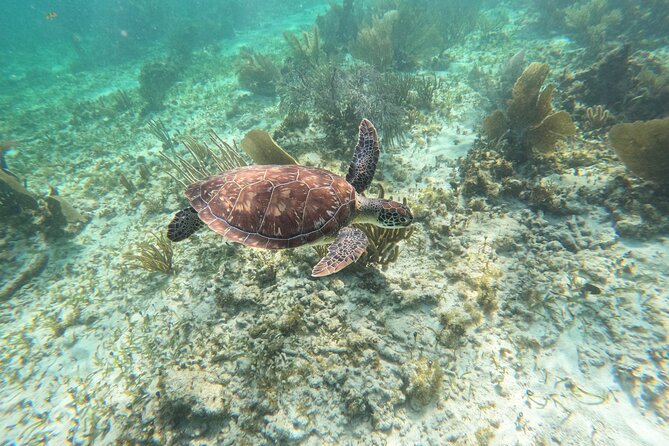 Snorkeling Guided Activity in Puerto Morelos Mexico - Puerto Morelos Snorkeling That Fits Real Vacation Time