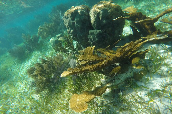 Snorkeling Guided Activity in Puerto Morelos Mexico - The Reef Rules: No Sunscreen, No Creams, Reef Comes First