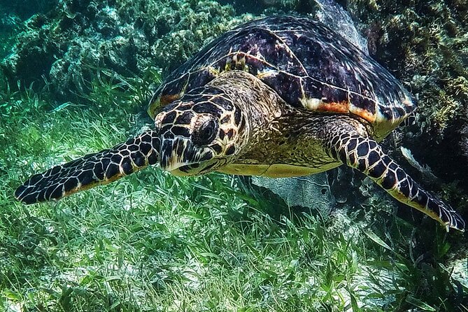 Snorkeling Guided Activity in Puerto Morelos Mexico - Sun, Shade, and What to Bring Beyond the Basics