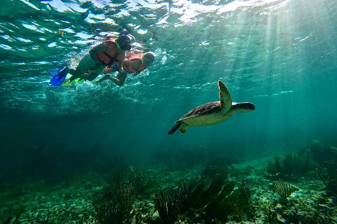 Snorkeling Guided Activity in Puerto Morelos Mexico - Where You Start: Faro de Puerto Morelos, Not a Far-Off Dock