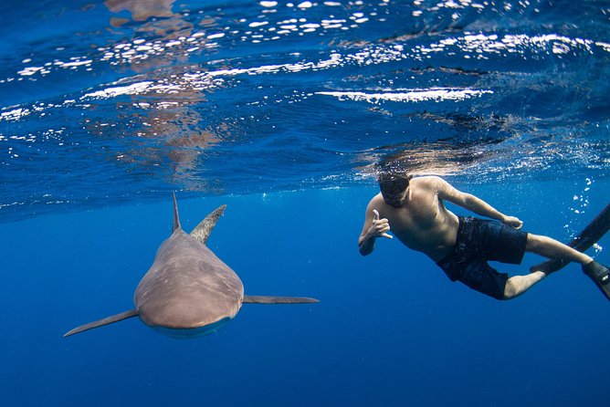 Snorkeling or Swimming with Sharks in Cabo San Lucas - Key things I’d focus on before you book