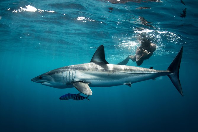 Snorkeling or Swimming with Sharks in Cabo San Lucas - From Cabo Marina to El Arco: what happens before the shark zone