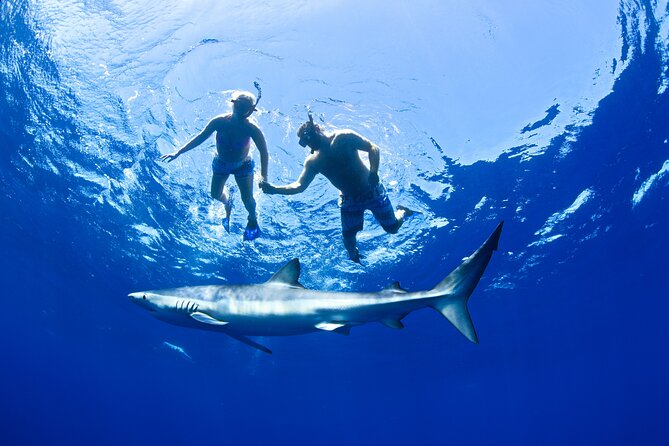 Snorkeling or Swimming with Sharks in Cabo San Lucas - The shark reality check: why some days feel amazing and some feel sharkless