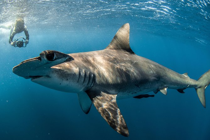 Snorkeling or Swimming with Sharks in Cabo San Lucas - Timing, sea conditions, and motion sickness tips that matter