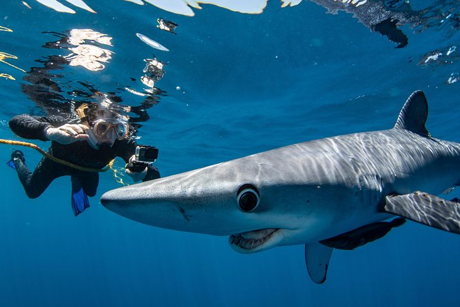 Snorkeling or Swimming with Sharks in Cabo San Lucas - Who should book this Cabo shark swim, and who should skip