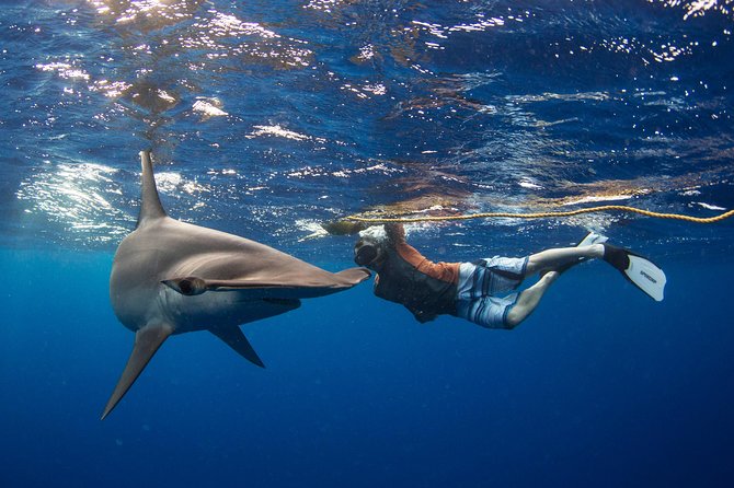 Snorkeling or Swimming with Sharks in Cabo San Lucas - The briefing and gear setup: how to make the water time actually work