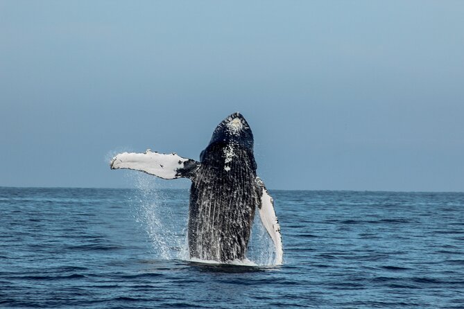 Sunsets and Whales Mega Yachts ALL INCLUSIVE: Puerto Vallarta - Getting comfortable on deck, what to pack for sunset air