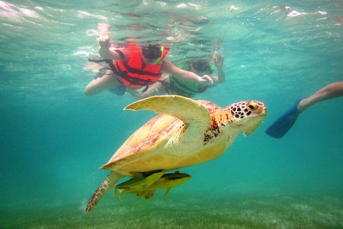Swim with sea turtles - Picking the right departure time (and why it affects your turtle sightings)
