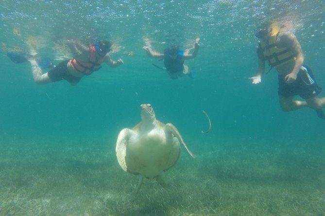 Swim with sea turtles - Snorkeling at about 2 meters: the rules that keep it respectful