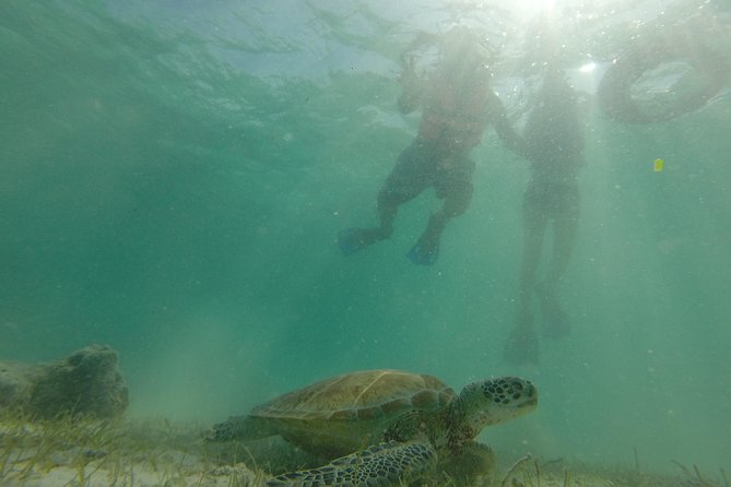 Swim with sea turtles - What you can actually see besides turtles