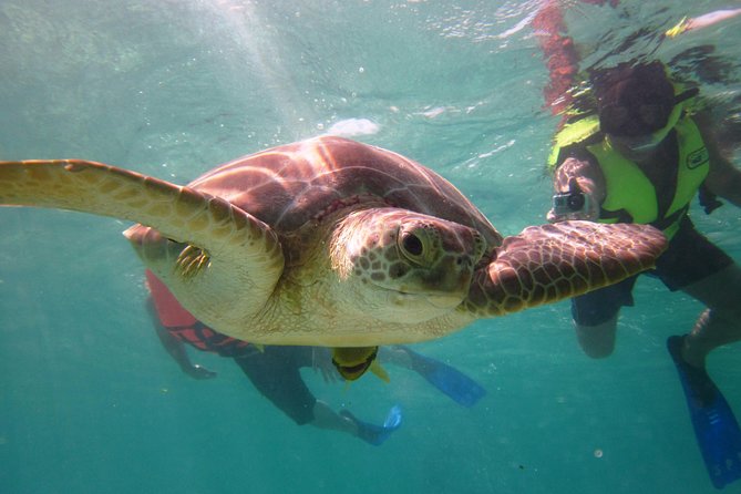 Swim with sea turtles - Price and what you actually get for $45