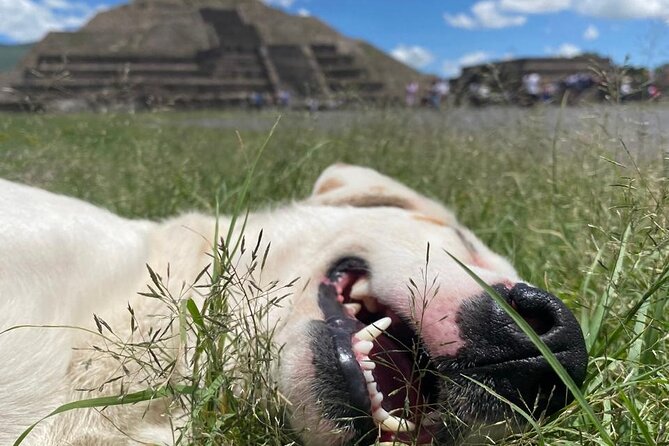 Teotihuacan Pyramids Morning Tour With Me, Angela! - Why an early Teotihuacan morning trip changes everything