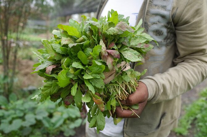 The City Green Exploring the Urban Eco Reserve of Xochimilco - FAQ