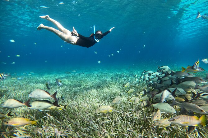The Cozumel Turtle Sanctuary Snorkel Tour - Green Turtle Sanctuary Snorkeling in Their Natural Habitat